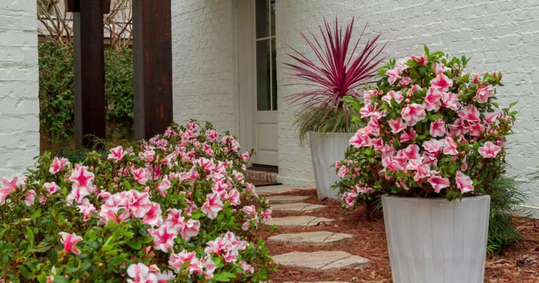 A path lined with pink flowers leads to a white brick house, featuring potted plants and a red foliage plant near the entrance.