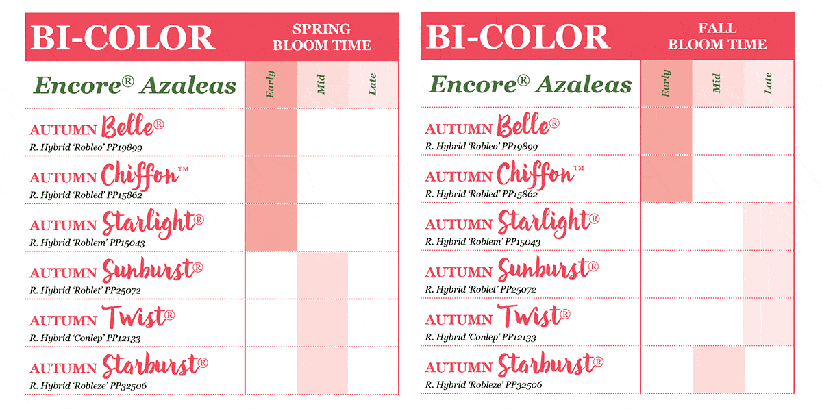 encore azalea bloom times chart bi-color