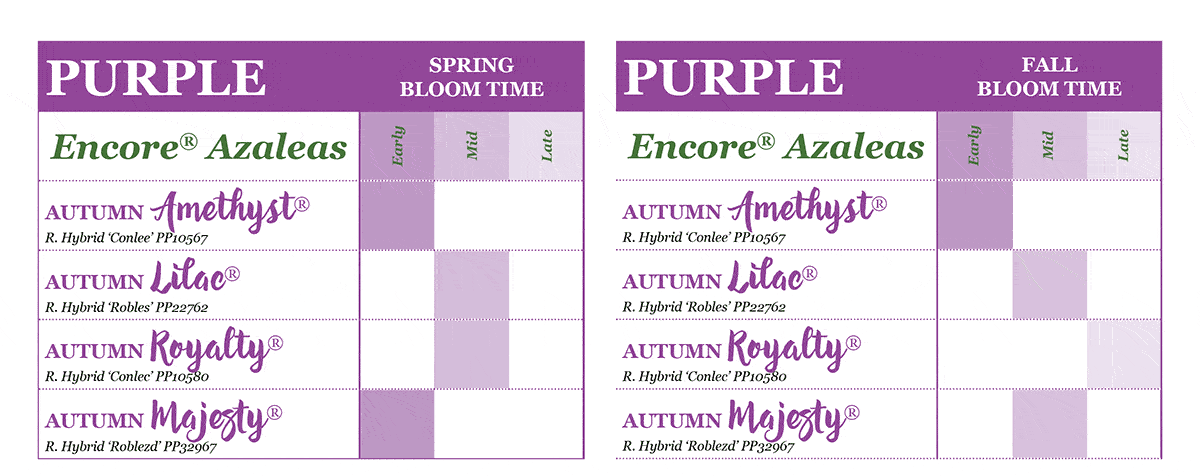 encore azalea bloom times purple chart