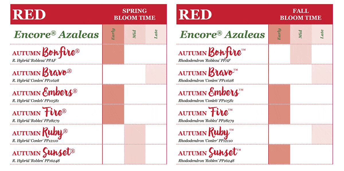encore azalea bloom times chart red